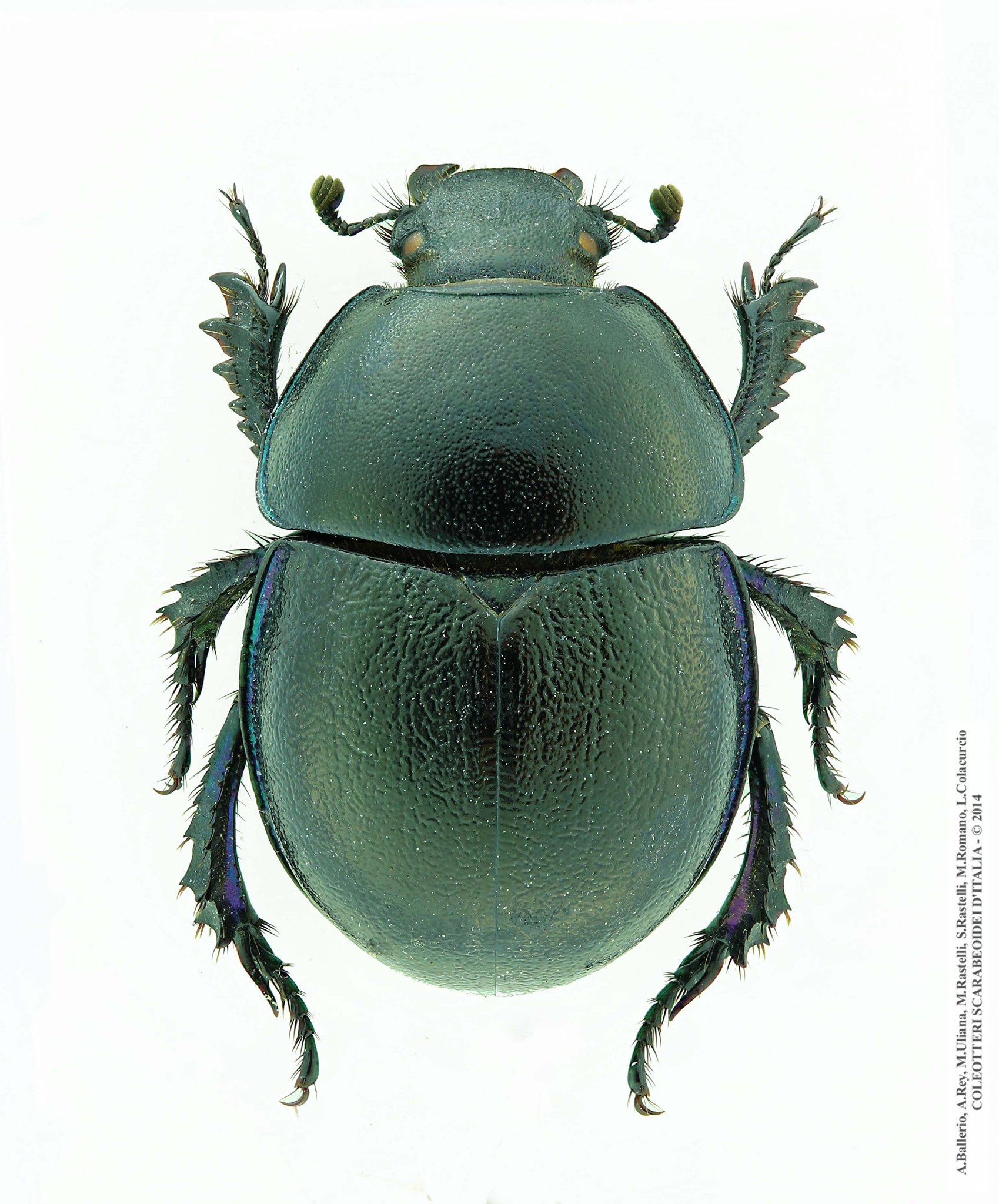 Zuninoeus hoppei, femmina